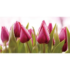 Фотообои «Голландские тюльпаны» 2,5×1,30 м